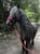 Horse ad