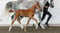 Annuncio cavallo