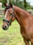 Annuncio cavallo