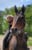 Horse ad