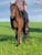 Horse ad