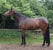 Annonce cheval