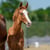 Horse ad