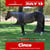 Annuncio cavallo