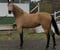 Horse ad