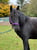 Horse ad