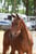 Anuncio de caballos