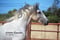 Annuncio cavallo