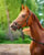 Annuncio cavallo