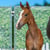 Annuncio cavallo