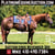 Horse ad