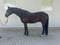 Annuncio cavallo