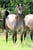 Annonce cheval