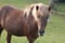 Horse ad