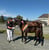 Annuncio cavallo