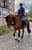 Paardadvertentie