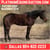 Horse ad