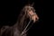 Horse ad