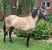 Annuncio cavallo