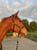 Annonce cheval