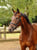 Annonce cheval