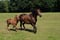 Horse ad