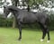 Annuncio cavallo