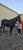 Annuncio cavallo