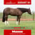 Anuncio de caballos