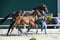 Horse ad