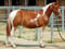 Horse ad