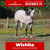 Horse ad