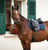 Anuncio de caballos