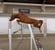 Annuncio cavallo