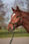 Horse ad