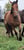 Horse ad