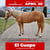 Annuncio cavallo