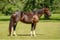 Annuncio cavallo