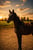 Horse ad