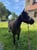 Annuncio cavallo