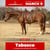 Horse ad