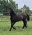 Horse ad