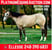 Horse ad