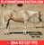 Horse ad