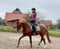 Annuncio cavallo