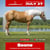 Annuncio cavallo