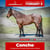 Anuncio de caballos