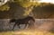 Annuncio cavallo