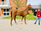 Horse ad