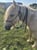 Horse ad